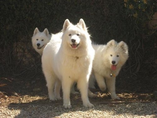 Roger J. Couture Photo