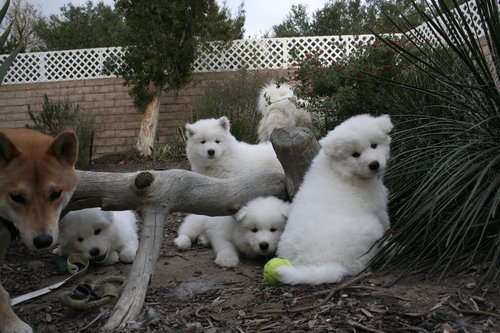 Roger J. Couture Photo