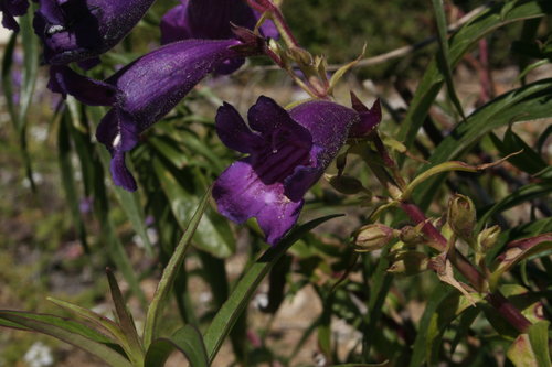 Roger J. Couture Photo