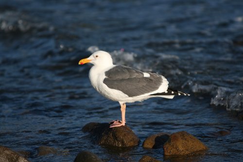 Roger J. Couture Photo